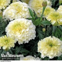 Marigold 'French Vanilla' (Garden Ready) -GardenJoy Sales Store MARI V58417 C