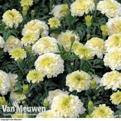 Marigold 'French Vanilla' (Garden Ready) -GardenJoy Sales Store MARI V58417 D