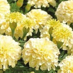Marigold 'French Vanilla' (Garden Ready) -GardenJoy Sales Store MARI V58417 NOW1