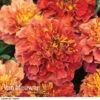Marigold 'Strawberry Blonde' -GardenJoy Sales Store MARI V68670 B