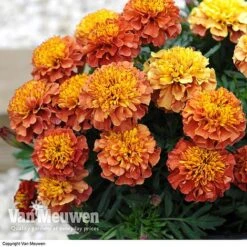 Marigold 'Strawberry Blonde' -GardenJoy Sales Store MARI V68670 C