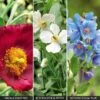 Meconopsis 'Union Jack' Collection -GardenJoy Sales Store MECO V72452 A h