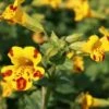 Mimulus X Cultorum 'Major Bees' -GardenJoy Sales Store MIMU V59648 A h