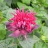 Monarda 'Fireball' -GardenJoy Sales Store MONA V65662 A h
