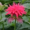 Monarda 'Pink Supreme' -GardenJoy Sales Store MONA V65670 A h