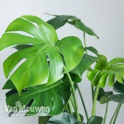 Monstera Deliciosa (House Plant) -GardenJoy Sales Store MONS VKA2925 B