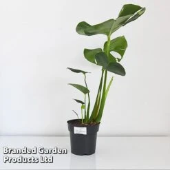 Monstera Deliciosa (House Plant) -GardenJoy Sales Store MONS DELIC17CM T43809