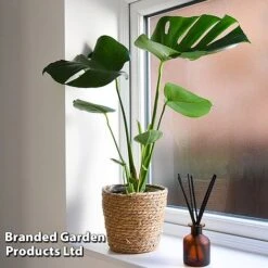 Monstera Deliciosa (House Plant) -GardenJoy Sales Store MONS DELICIOSA T43814
