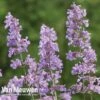 Nepeta 'Six Hills Giant' -GardenJoy Sales Store NEPE V65682 A