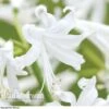Nerine Bowdenii 'Alba' 2 Nerine Bowdenii 'Alba' -GardenJoy Sales Store NERI V60914 A