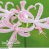 Nerine Bowdenii 'Stefani' -GardenJoy Sales Store NERI V60915 A
