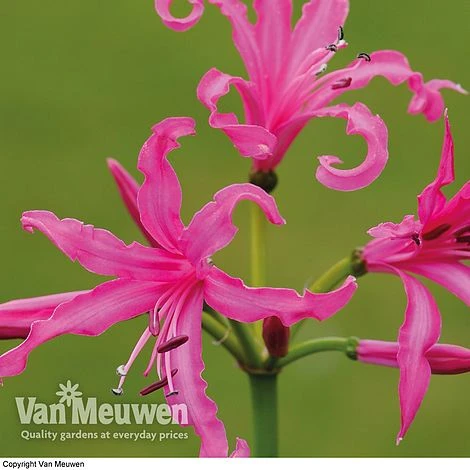Nerine Bowdenii 'Isabel' 4 Nerine Bowdenii 'Isabel' - Image 2