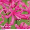 Nerine Bowdenii 'Isabel' -GardenJoy Sales Store NERI V60916 E