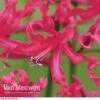 Nerine 'Mr John' 2 Nerine 'Mr John' -GardenJoy Sales Store NERI V70642 A