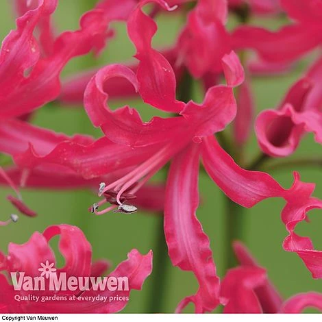 Nerine 'Mr John' 3 Nerine 'Mr John'