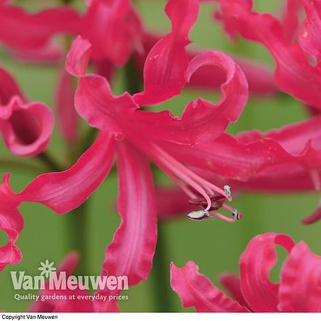 Nerine 'Mr John' 4 Nerine 'Mr John' - Image 2