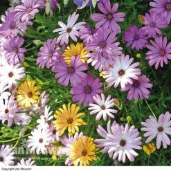 Osteospermum 'Falling Stars'™ -GardenJoy Sales Store OSTE 69595V A h