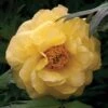 Tree Peony 'Hai Huang' -GardenJoy Sales Store PAEO 61414V A h