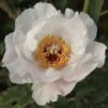 Tree Peony 'Feng Dan Bai' (White Phoenix) -GardenJoy Sales Store PAEO V63294 A h
