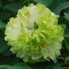 Tree Peony 'Lu Mu Ying Yu' 1 Tree Peony 'Lu Mu Ying Yu' -GardenJoy Sales Store PAEO V63300 A h
