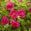 Tree Peony 'Luoyang Hong' -GardenJoy Sales Store PAEO V63301 A h