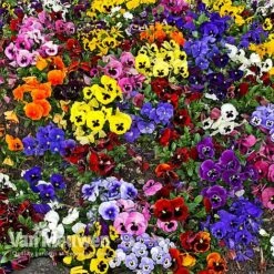 Pansy 'Universal Mixed' F1 Hybrid 9 Pansy 'Universal Mixed' F1 Hybrid -GardenJoy Sales Store PANS 68090 A