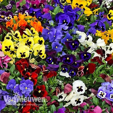 Pansy 'Universal Mixed' F1 Hybrid 6 Pansy 'Universal Mixed' F1 Hybrid - Image 4