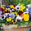 Pansy 'Summertime Mix' (Garden Ready) -GardenJoy Sales Store PANS T69424 A
