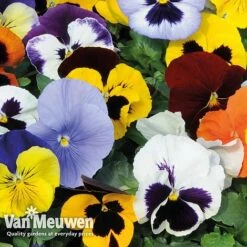 Pansy 'Summertime Mix' (Garden Ready) -GardenJoy Sales Store PANS T69424 C