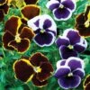 Pansy 'Eclipse' Collection -GardenJoy Sales Store PANS V15996 A h