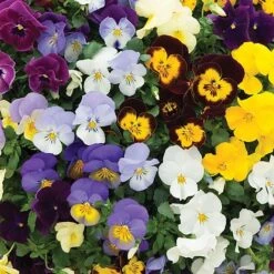 New Release -GardenJoy Sales Store PANS VKA1191 A