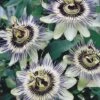 Passiflora Caerulea -GardenJoy Sales Store PASS V59251 A h