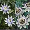 Passiflora Collection -GardenJoy Sales Store PASS V74423 A h