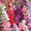 Penstemon 'Symphony Mixed' -GardenJoy Sales Store PENS V17933 A h