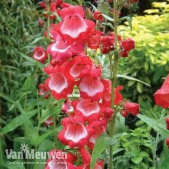 Penstemon 'Ice Cream Collection' -GardenJoy Sales Store PENS V18183 A1