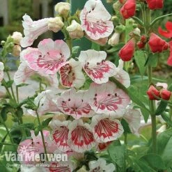 Penstemon 'Ice Cream Collection' -GardenJoy Sales Store PENS V18184 A1