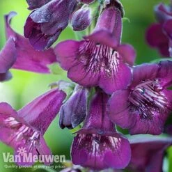 Penstemon 'Ice Cream Collection' -GardenJoy Sales Store PENS V48835 A1