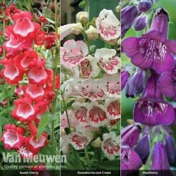 Penstemon 'Ice Cream Collection' -GardenJoy Sales Store PENS V48836 A