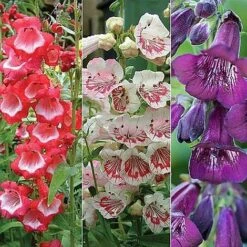 Penstemon 'Ice Cream Collection' -GardenJoy Sales Store PENS V48836 NOW1