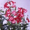 Penstemon 'Etna' -GardenJoy Sales Store PENS V65724 A h