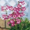 Penstemon 'Kilimanjaro' -GardenJoy Sales Store PENS V65738 A h