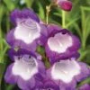 Penstemon 'Pensham Czar' -GardenJoy Sales Store PENS V65746 A h