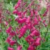 Penstemon 'Pensham Just Jayne' 1 Penstemon 'Pensham Just Jayne' -GardenJoy Sales Store PENS V65748 A h