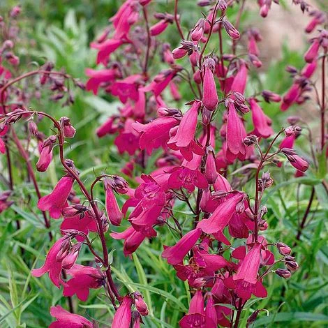 Penstemon 'Pensham Just Jayne' 3 Penstemon 'Pensham Just Jayne'