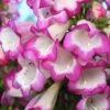 Penstemon 'Pensham Laura' 2 Penstemon 'Pensham Laura' -GardenJoy Sales Store PENS V65750 A h