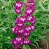 Penstemon 'Pensham Plum Jerkum' -GardenJoy Sales Store PENS V65752 A h
