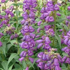 Penstemon 'Pensham Westminster Belle' -GardenJoy Sales Store PENS V65756 A h
