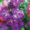 Penstemon 'Pensham Westminster Belle' -GardenJoy Sales Store PENS V65756 B h