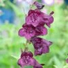 Penstemon 'Raven' -GardenJoy Sales Store PENS V65760 A h