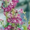 Penstemon 'Vesuvius' 1 Penstemon 'Vesuvius' -GardenJoy Sales Store PENS V65770 A h
